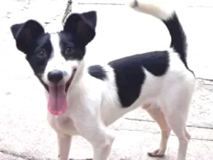 Cachorro raça Srd  idade 1 ano nome Jimmy
