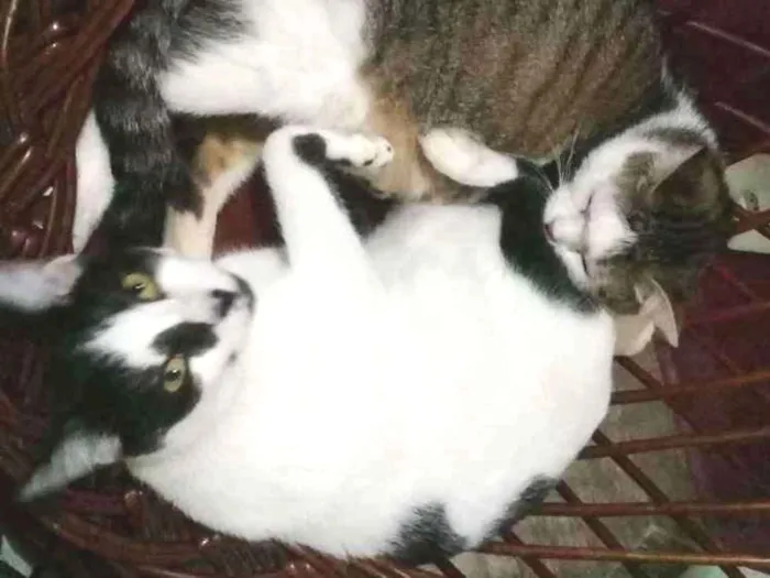 Gato ra a vira lata idade 1 ano nome Marie e Starck
