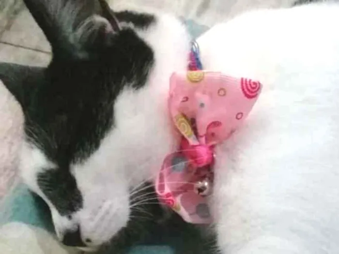 Gato ra a vira lata idade 1 ano nome Marie