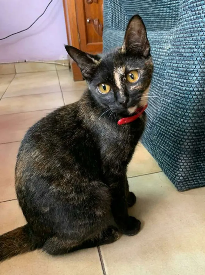 Gato ra a Srd idade 2 a 6 meses nome Raposinha & Pompom 