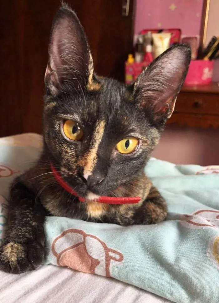 Gato ra a Srd idade 2 a 6 meses nome Raposinha & Pompom 