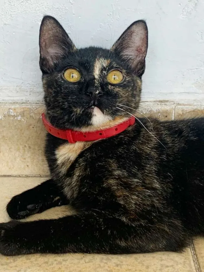 Gato ra a Srd idade 2 a 6 meses nome Raposinha & Pompom 