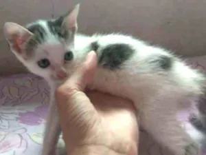 Gato raça Vira lata idade Abaixo de 2 meses nome Maria e Ber 