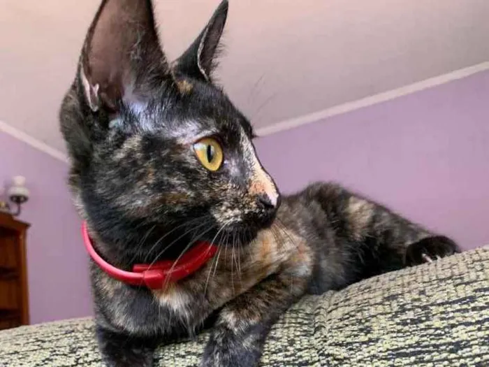 Gato ra a Srd idade 2 a 6 meses nome Raposinha & Pompom 