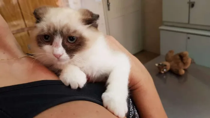 Gato ra a SRD idade 7 a 11 meses nome Gael