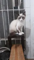 Gael