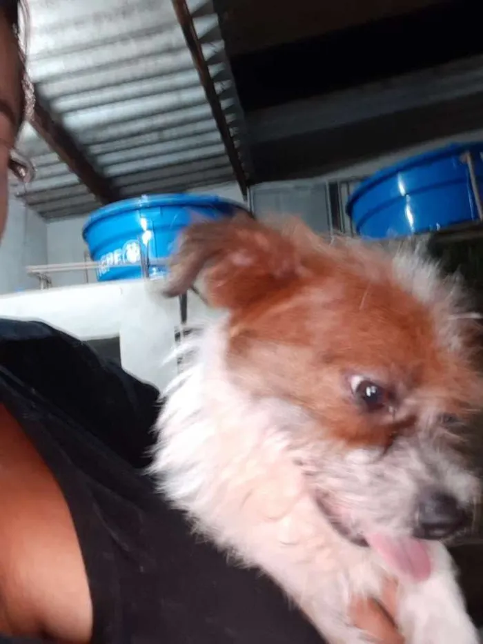 Cachorro ra a Sem raça definida  idade 1 ano nome Victorio