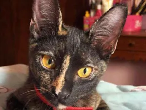 Gato raça Srd idade 2 a 6 meses nome Raposinha & Pompom 