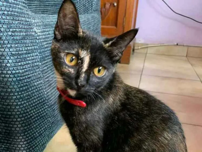 Gato ra a Srd idade 2 a 6 meses nome Raposinha & Pompom 