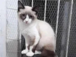 Gato raça SRD idade 7 a 11 meses nome Gael