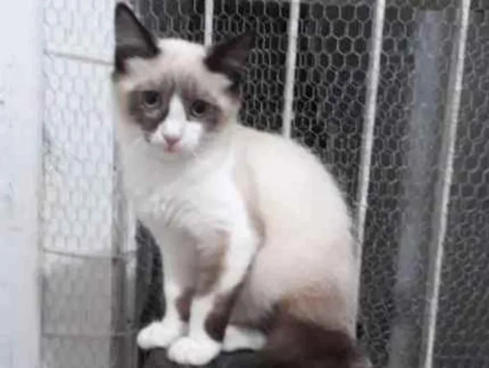 Gato ra a SRD idade 7 a 11 meses nome Gael