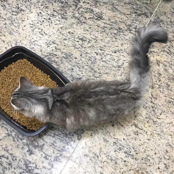 Gato ra a SRD idade 2 anos nome Pérola