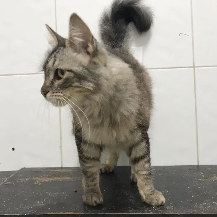 Gato ra a SRD idade 2 anos nome Pérola