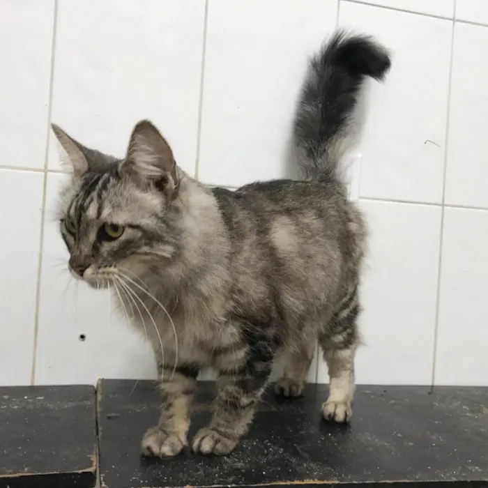 Gato ra a SRD idade 2 anos nome Pérola