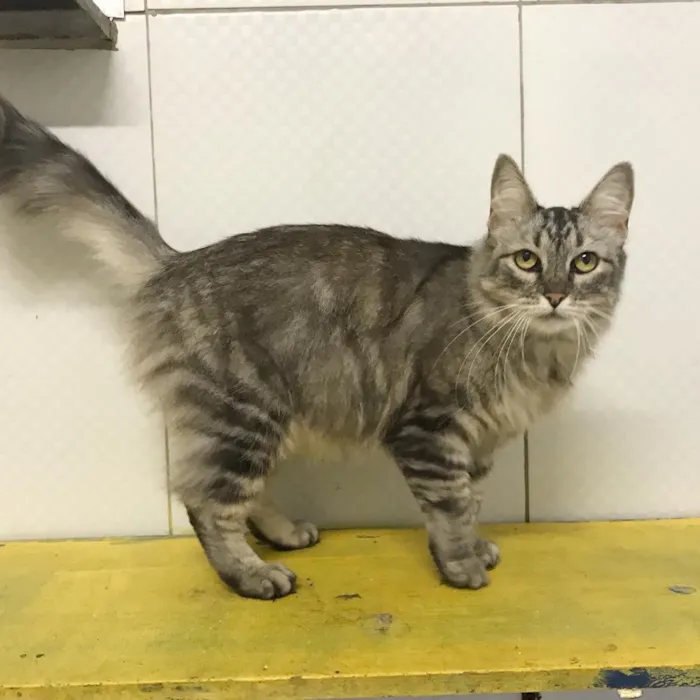 Gato ra a SRD idade 2 anos nome Pérola