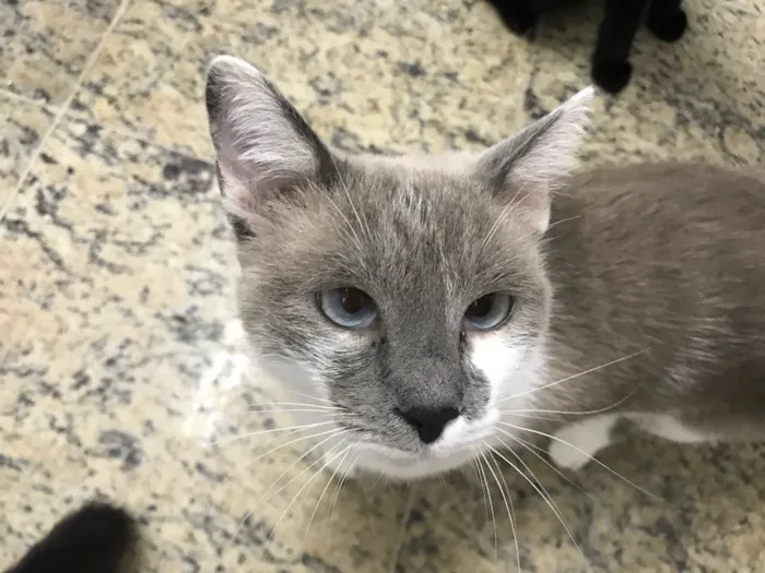 Gato ra a SRD idade 2 anos nome Pietra 