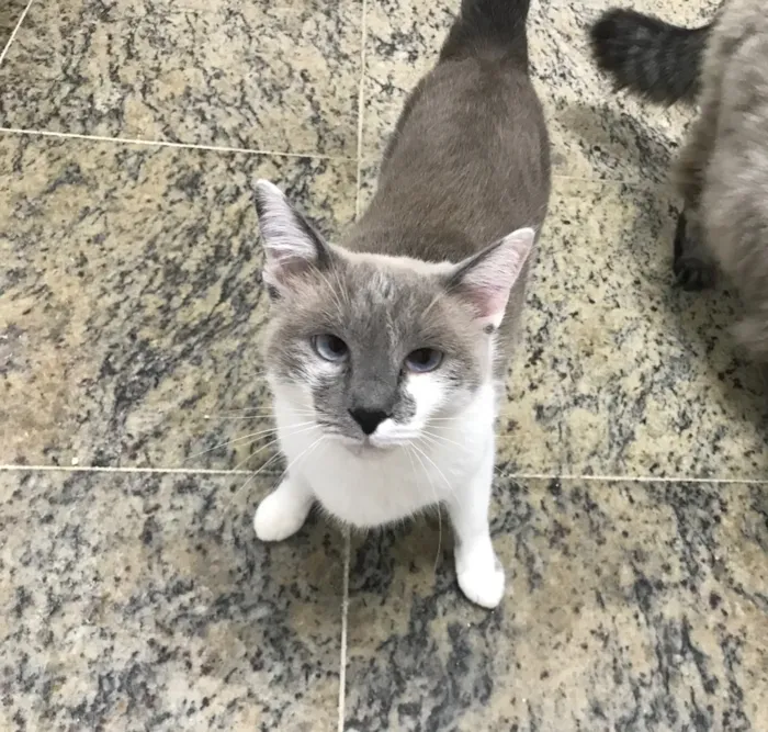 Gato ra a SRD idade 2 anos nome Pietra 