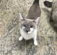 Pietra
