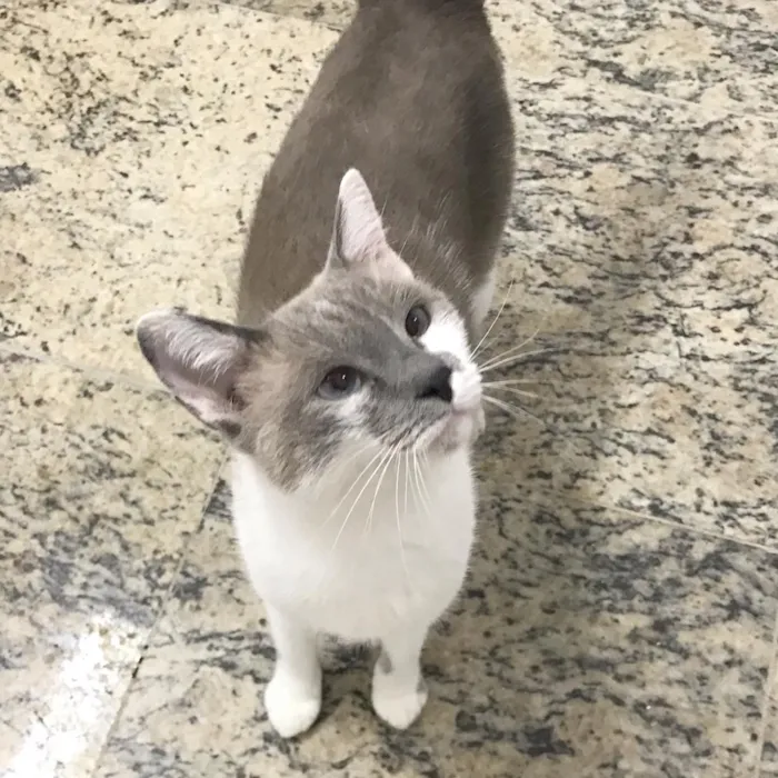 Gato ra a SRD idade 2 anos nome Pietra 