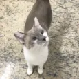 Pietra