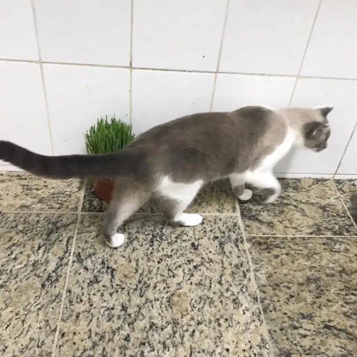 Gato ra a SRD idade 2 anos nome Pietra 
