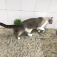 Pietra