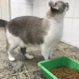 Pietra