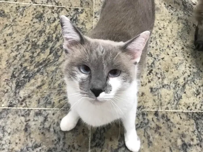 Gato ra a SRD idade 2 anos nome Pietra 