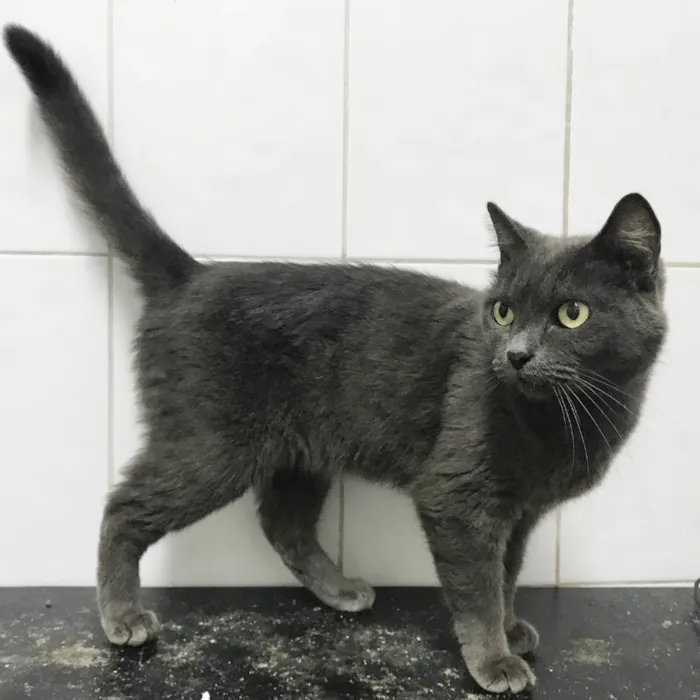 Gato ra a SRD idade 2 anos nome Grey