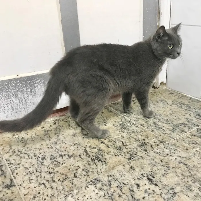 Gato ra a SRD idade 2 anos nome Grey