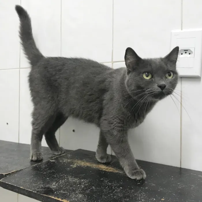 Gato ra a SRD idade 2 anos nome Grey