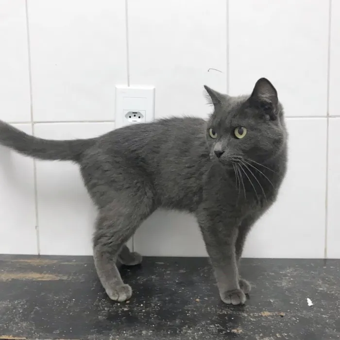 Gato ra a SRD idade 2 anos nome Grey