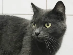 Gato raça SRD idade 2 anos nome Grey