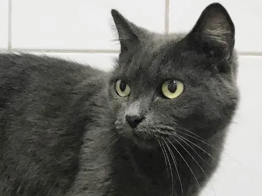 Gato ra a SRD idade 2 anos nome Grey