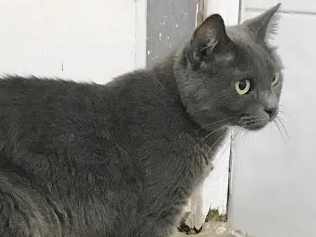 Gato ra a SRD idade 2 anos nome Grey