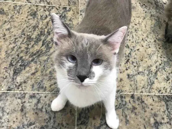 Gato ra a SRD idade 2 anos nome Pietra 