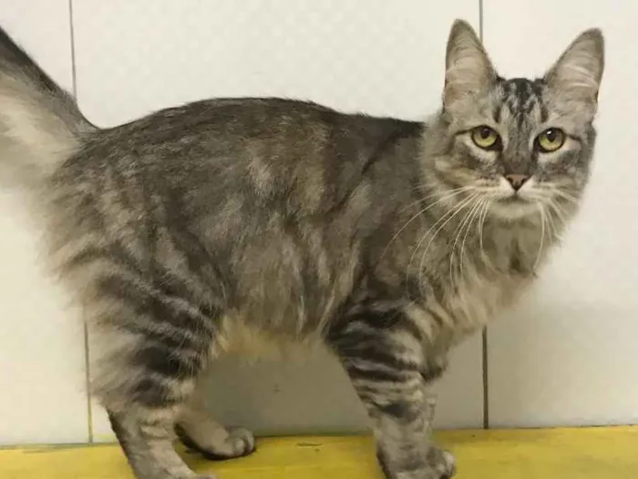 Gato ra a SRD idade 2 anos nome Pérola
