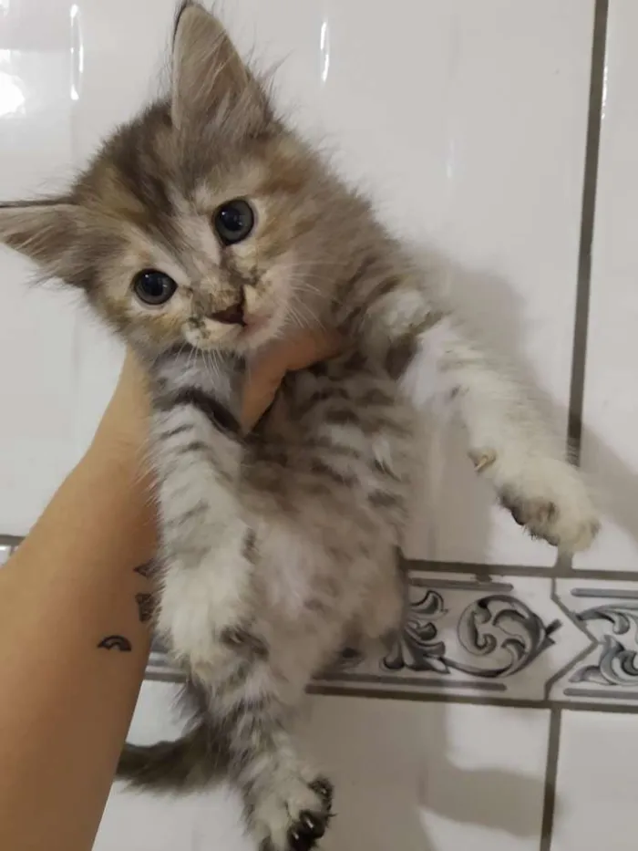 Gato ra a Raça não identificada  idade 2 a 6 meses nome Baby 1