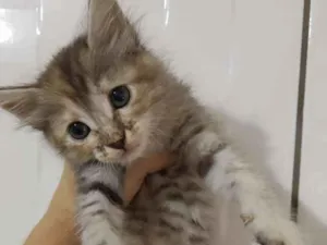 Gato raça Raça não identificada  idade 2 a 6 meses nome Baby 1