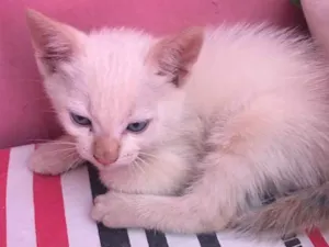 Gato raça Vira lata  idade 2 a 6 meses nome Sem nome 