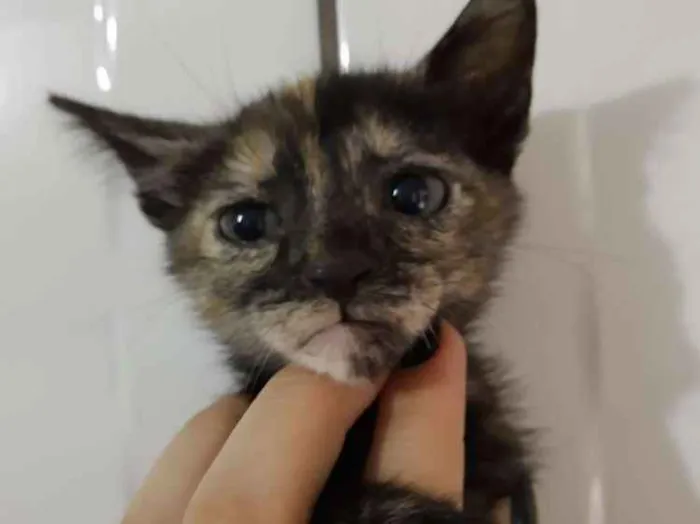 Gato ra a Raça não identificada  idade 2 a 6 meses nome Baby 2