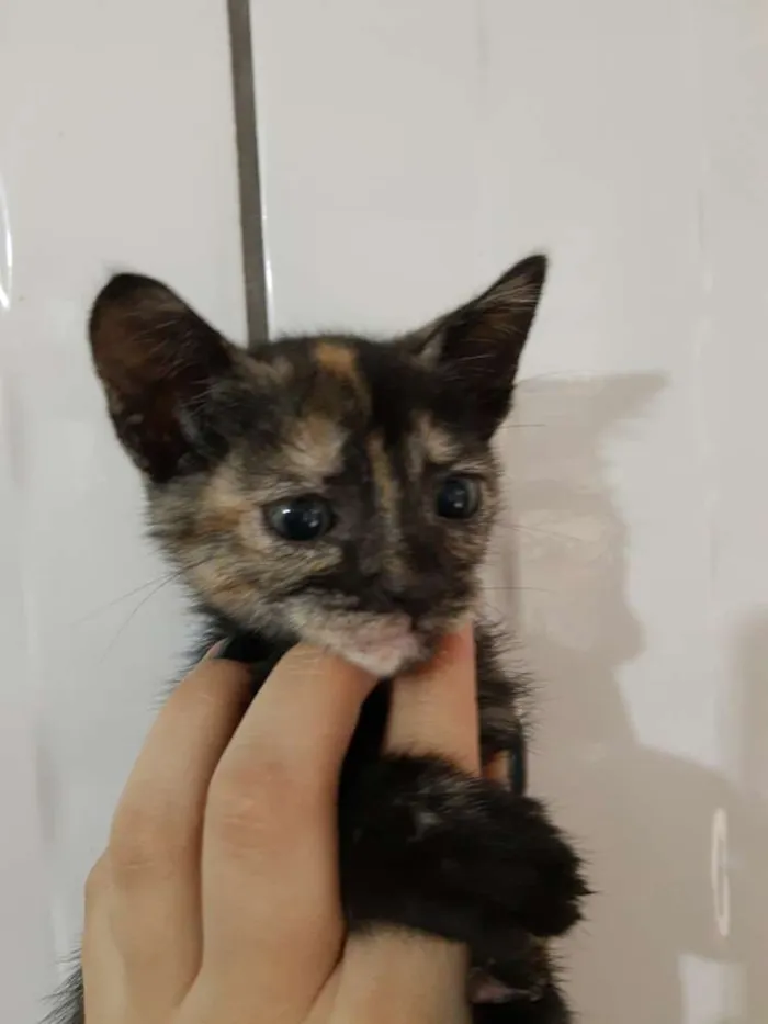 Gato ra a Raça não identificada  idade 2 a 6 meses nome Baby 2