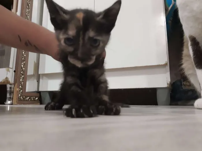 Gato ra a Raça não identificada  idade 2 a 6 meses nome Baby 2