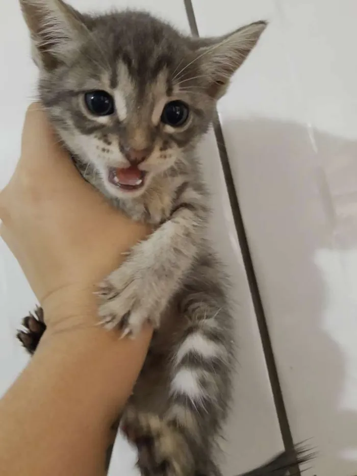 Gato ra a Raça não identificada  idade 2 a 6 meses nome Baby 3