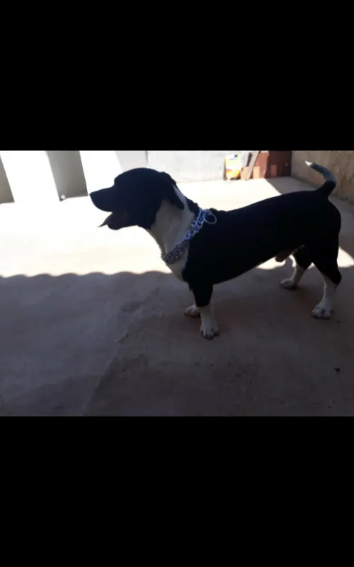 Cachorro ra a Staff  idade 4 anos nome Taigor