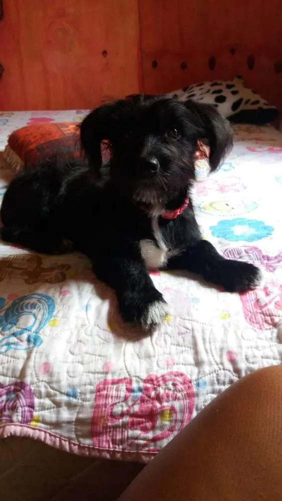 Cachorro ra a Claque uma idade 2 a 6 meses nome Princesa 