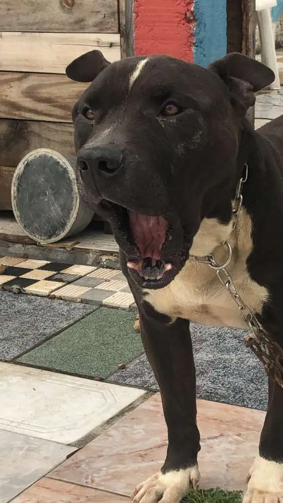 Cachorro ra a American Bully idade 4 anos nome Zeus