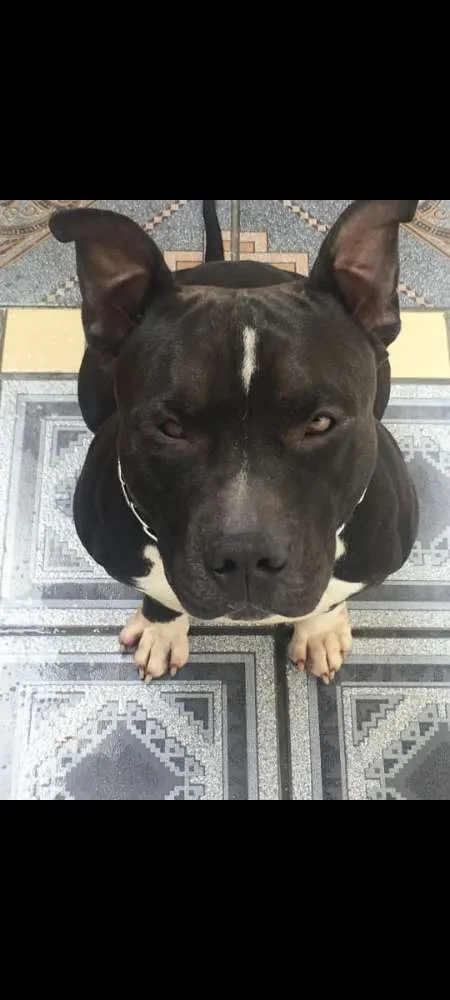 Cachorro ra a American Bully idade 4 anos nome Zeus