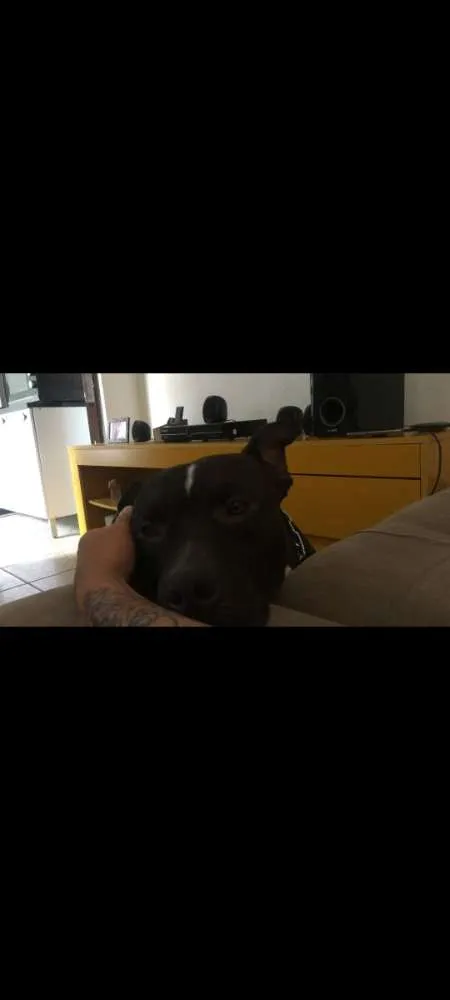 Cachorro ra a American Bully idade 4 anos nome Zeus