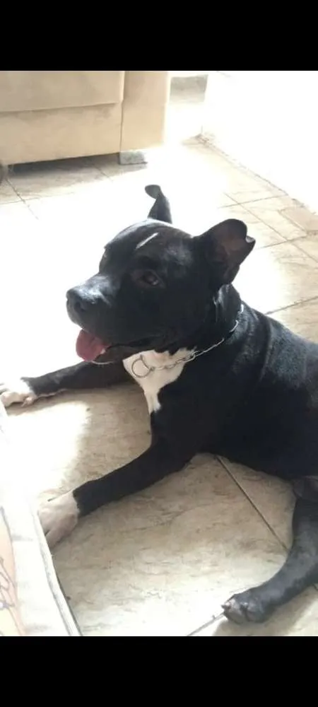 Cachorro ra a American Bully idade 4 anos nome Zeus
